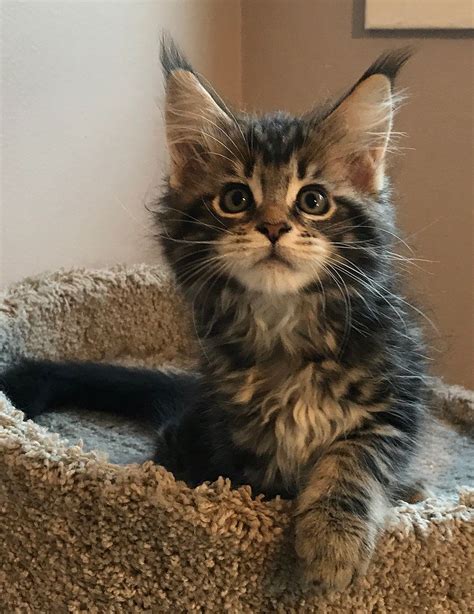 maine coon cat rescue san diego|maine coon adoptions near me.